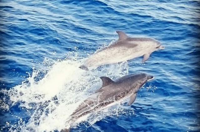 Pareja de delfines